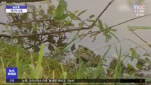 [이슈톡] 개구리 사는 연못 메우는 프랑스 마을