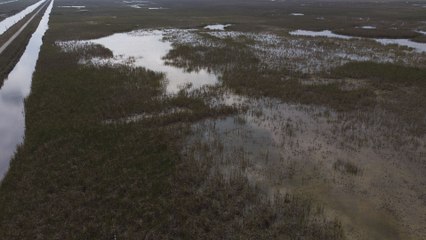 Everglades National Park ecosystem 'choking'