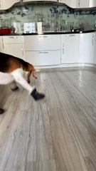 Beagle Is Still Getting Used to New Booties
