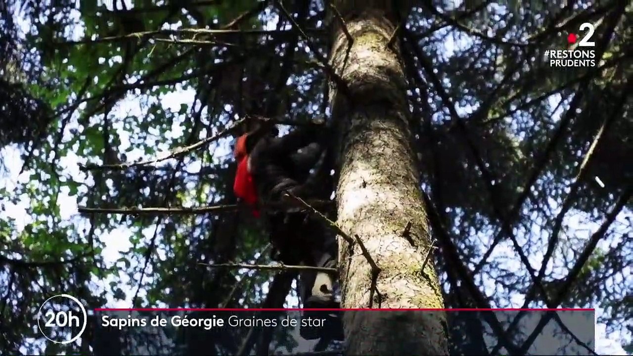 Géorgie : la récolte des graines précieuses des sapins