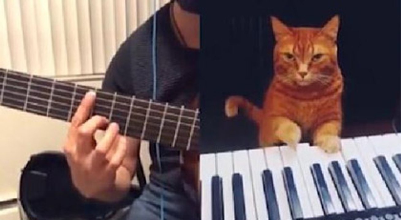 Bu görüntüler diğer kedi videolarından farklı