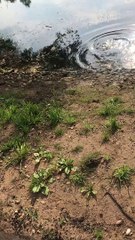 French Bulldog Wanders Right into Deep Pond