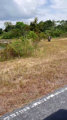 Wild Elephant Charges after Vehicle