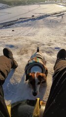 Speedy Doggie Wins Race against Sled