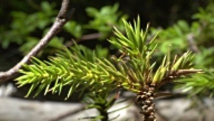 Norfolk Island Pines Are the Perfect Houseplant to Decorate for the Holidays