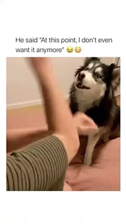 Husky cute expression 