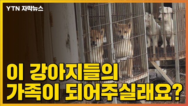 [자막뉴스] 사람 다가가자 꼬리를 '흔들흔들'...불법 개 번식장 강아지 구출 작전 / YTN