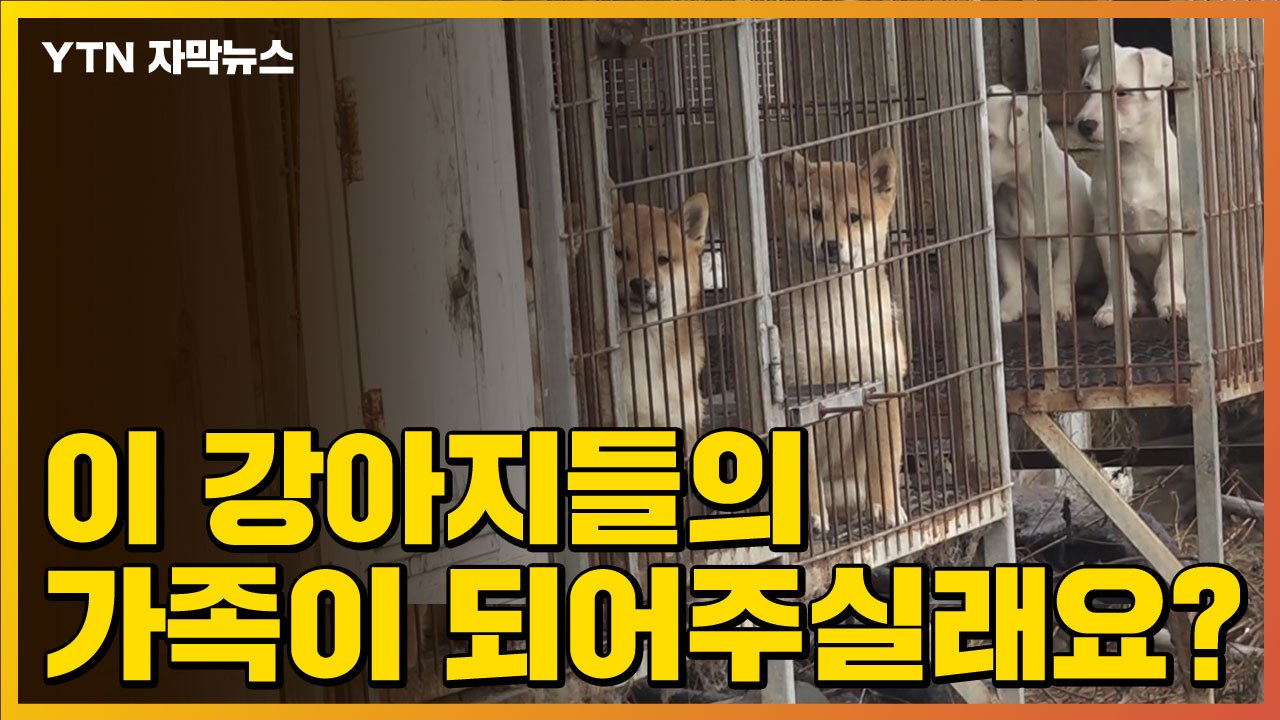 [자막뉴스] 사람 다가가자 꼬리를 '흔들흔들'...불법 개 번식장 강아지 구출 작전...