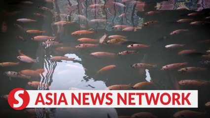 The Jakarta Post | Japanese-style canal home to fish in Yogyakarta