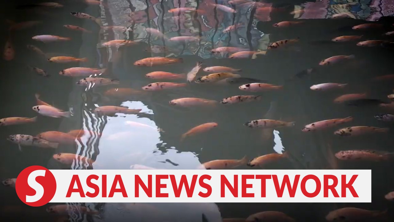 The Jakarta Post | Japanese-style canal home to fish in Yogyakarta