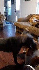 Claire Bear has a Growling Time