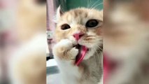 Funny Cats - Cute and Funny Cats Keep you Smiling Cute Funny Cats Compilation!