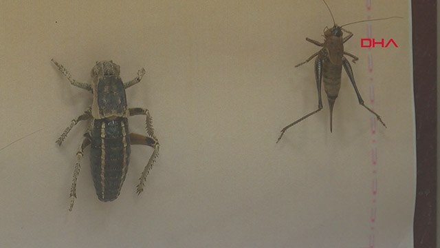 Prof.Dr. Satar: Önlem alınmazsa çekirgeler 2021'de istilaya neden olabilir