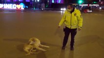 Polisi dakikalarca uğraştıran köpek gülümsetti