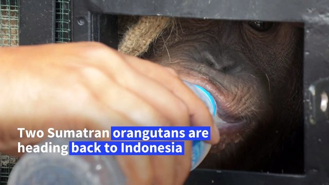 Two Sumatran orangutans to return to Indonesia from Thailand