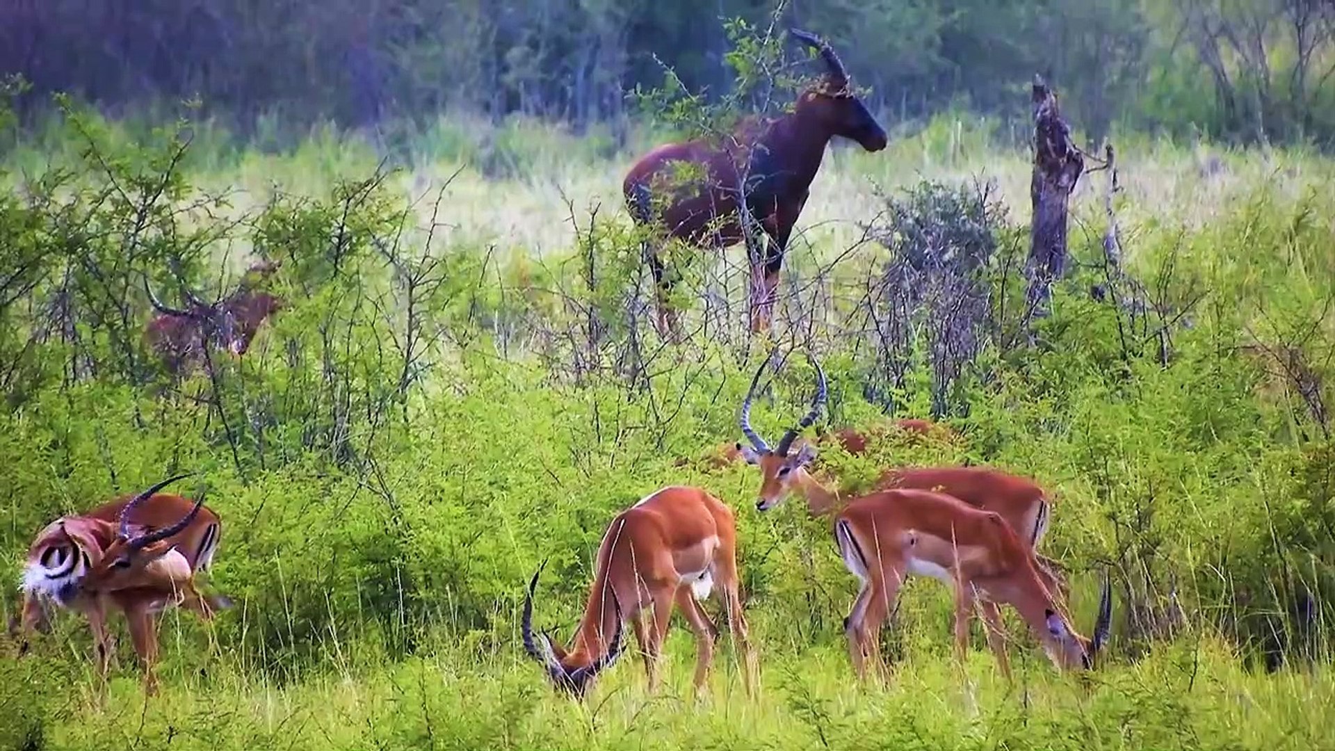 ⁣Wild Animals Premium Collection 8K TV HDR _ 8K ULTRA HD