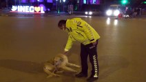 Polis memuruyla köpeğin gülümseten görüntüleri...Yolun ortasında yatan köpeği kaldırmak için dakikalarca uğraştı