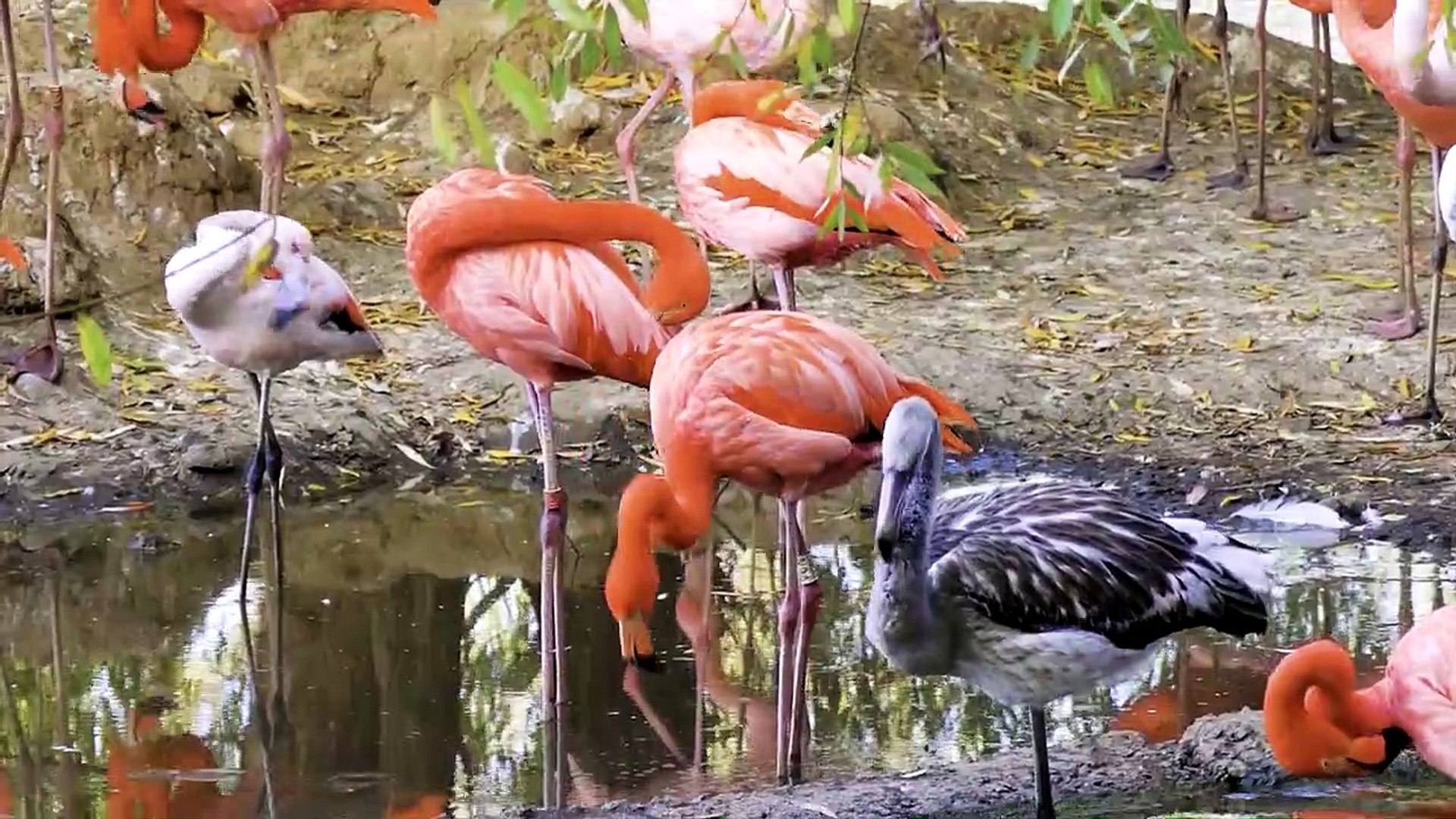 ⁣Birds Premium Collection 8K ULTRA HD _ 8K TV
