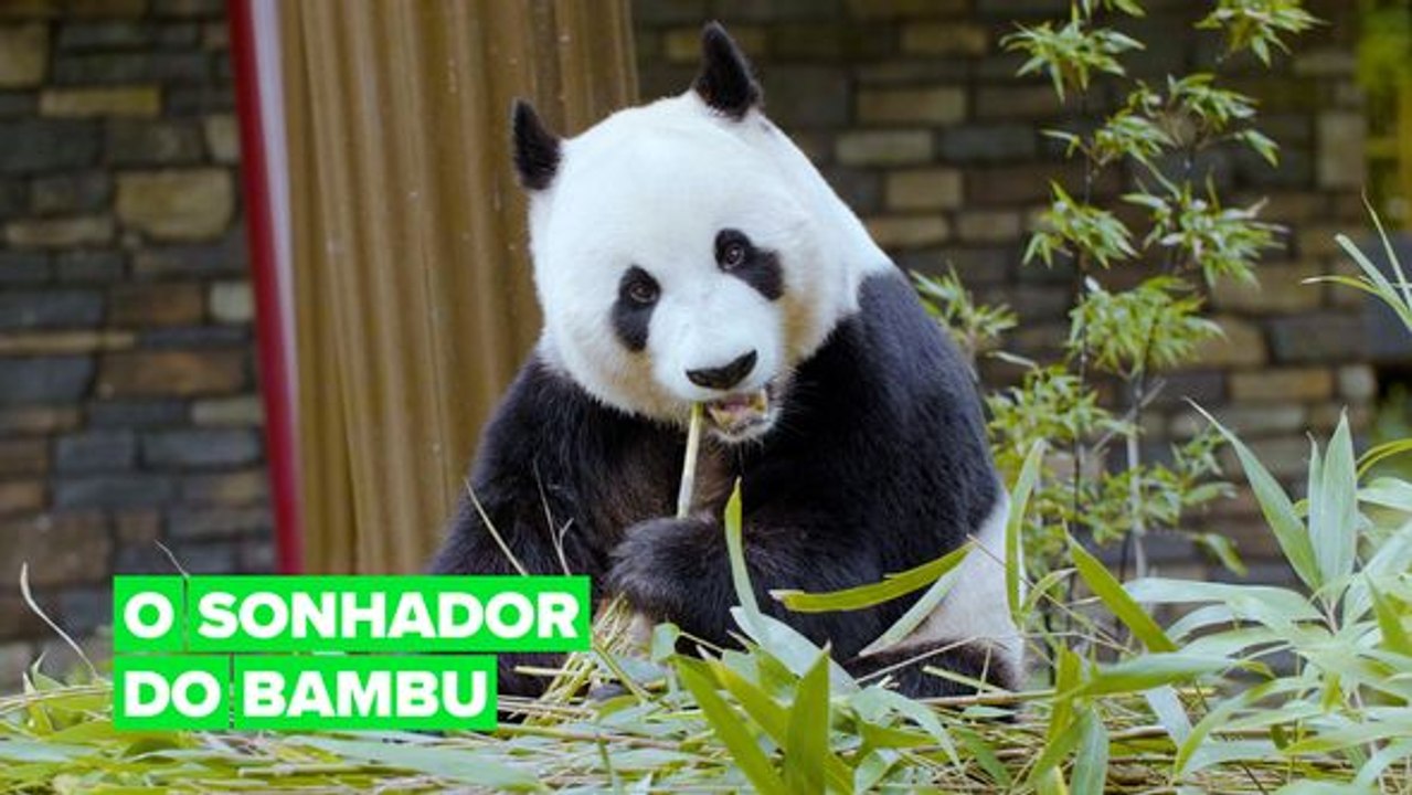 Longe de Casa: O Sonhador do Bambu