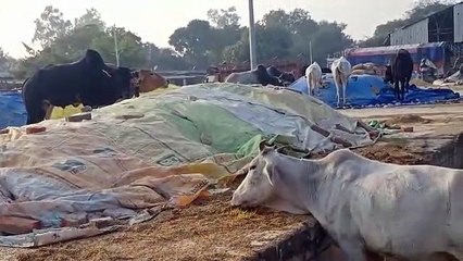 धान न बिकने से किसान परेशान, छुट्टा जानवर धान को बना रहे निवाला