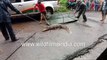 Crocodile rescue on monsoon flooded Indian street, as mugger enters housing colony during floods