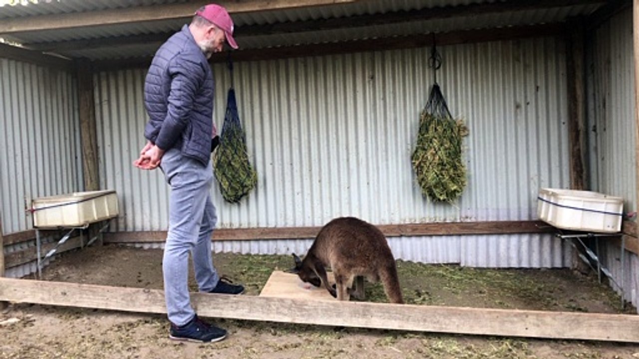 Kangaroo Displays Gazing and Gaze Alternations during Unsolvable Problem Task
