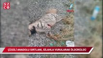 Çizgili Anadolu Sırtlanı, silahla vurularak öldürüldü