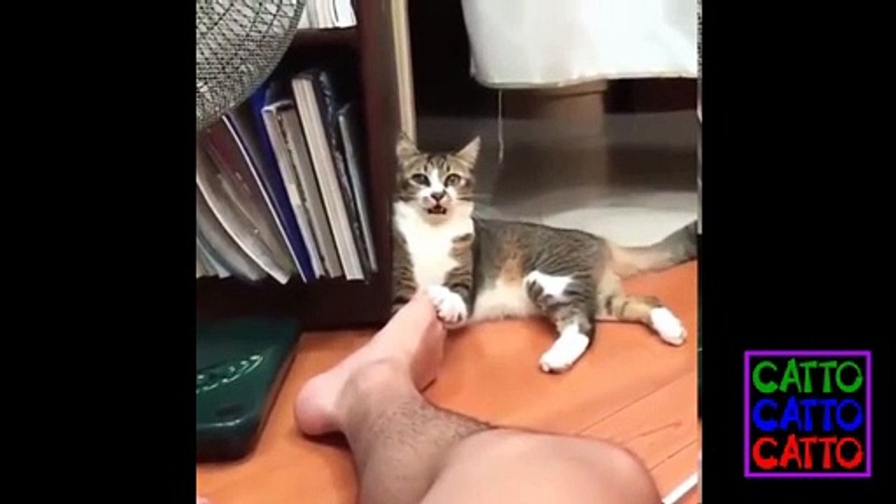 Funny Cat Compilation 6 2021