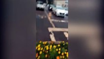 Possível pé de maconha é flagrado por internauta em canteiro de flores na Av. Brasil