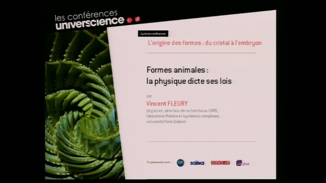 Formes animales : la physique dicte ses lois