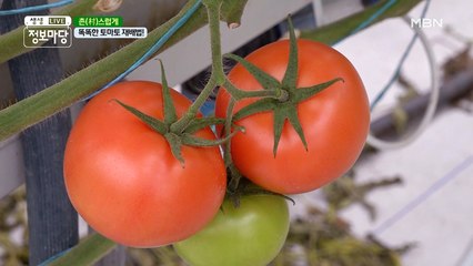 멋쟁이 토마토~♬ 토마토가 쑥쑥 자라기까지 과정 대공개!