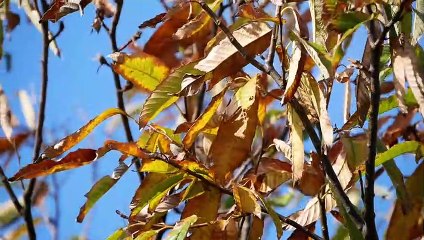 〔 Vlog 〕My first Vlog / Cooking and Shiba Inu