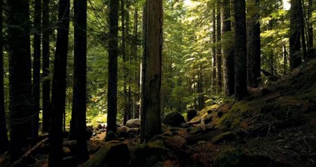 Beautiful forest in the world video HD, rainforest, forest spring