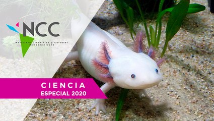 Ajo­lo­te me­xi­cano, el mons­truo del agua que se en­fren­ta a la ex­tin­ción