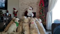 Man in Santa Costume Surrounded by Golden Retrievers Feeds Them Treats While They Wait Patiently
