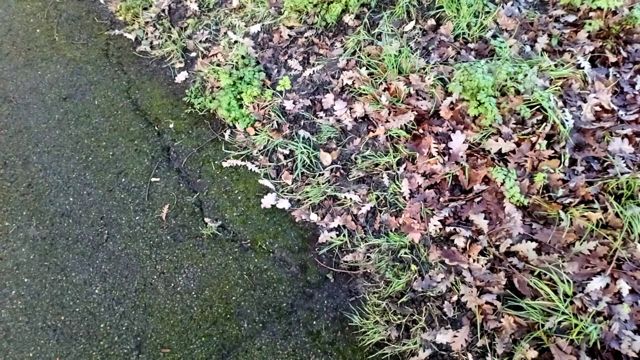 Klímaváltozás és Amis