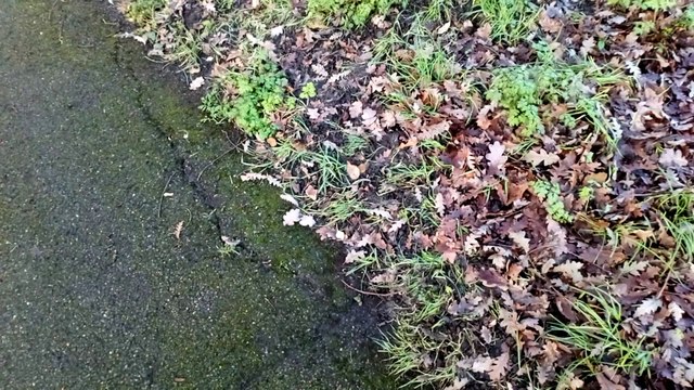 Klímaváltozás és Amis