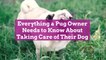 Everything a Pug Owner Needs to Know About Taking Care of Their Dog