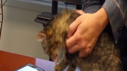 इस App की सहायता से आप समझ सकते है जानवरों की भाषा