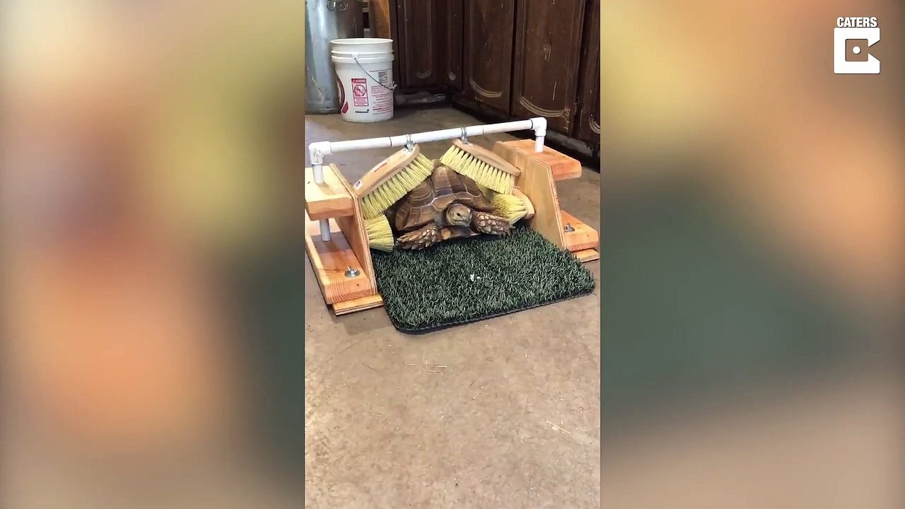 Station de lavage pour tortue... Tellement drôle
