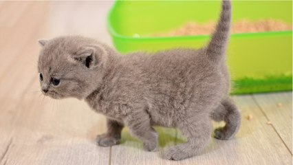 What's The Best Kitty Litter In 2020?