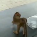 Terbiyesiz maymun köpeği iyice tahrik ediyor :)