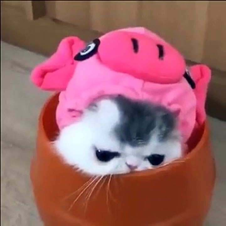 cat cats funny #13