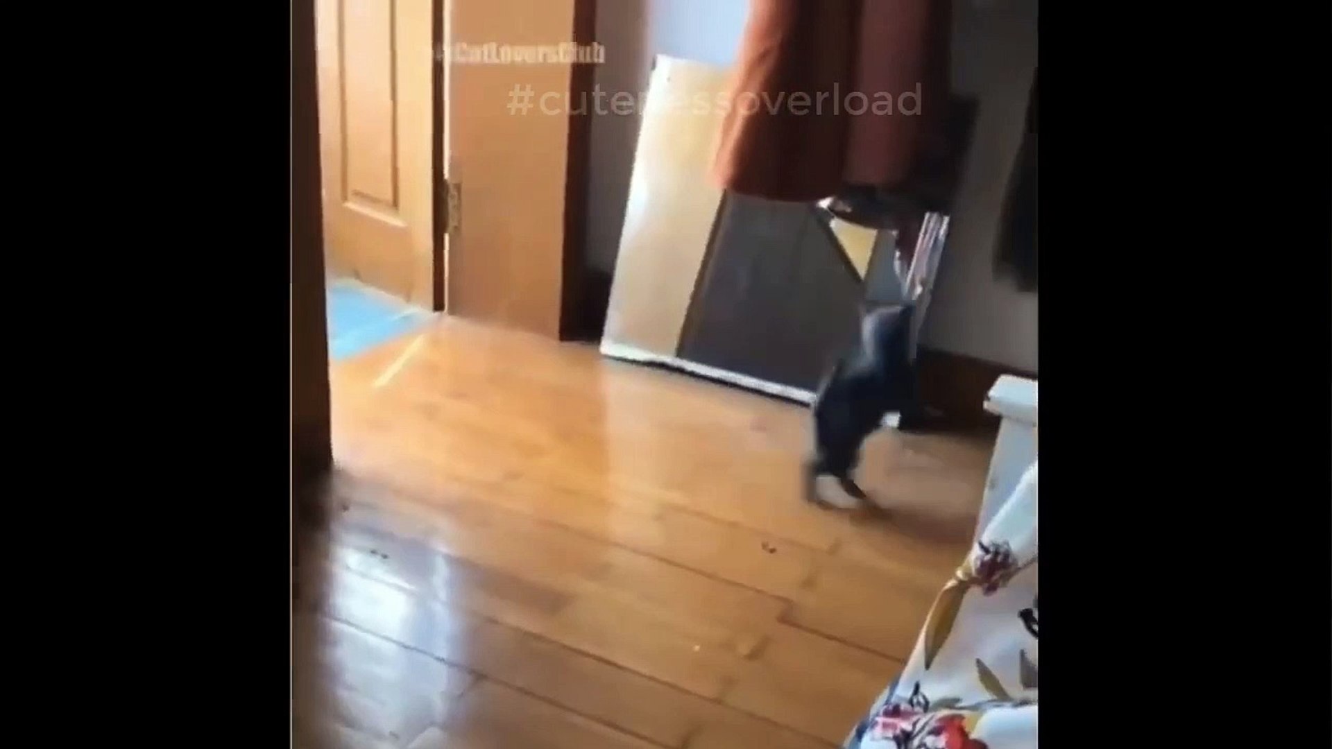 cat cats funny #16