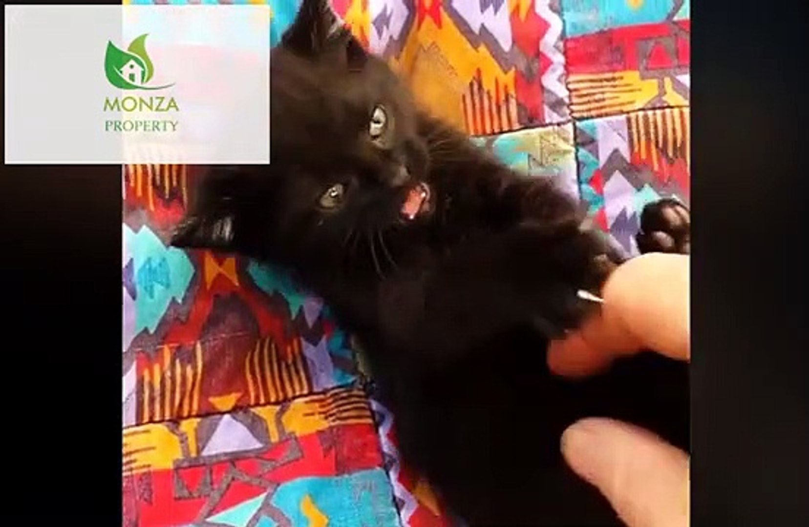 cat cats funny #20
