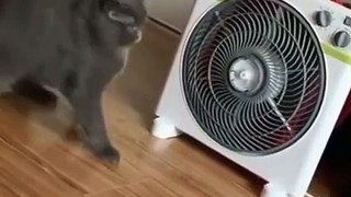 Cute funny cats videos