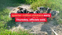 Fire at Florida egg farm kills as many as 240000 chickens