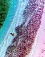 Great fish run for his life