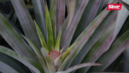 Zakat Penang Nenas Dan Ayam Hd