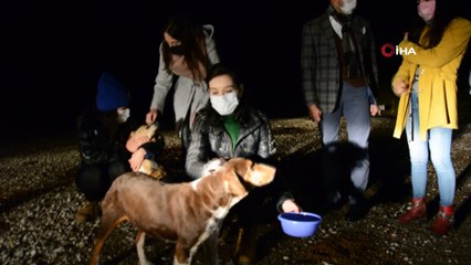 Ormana terk edilen sokak köpeklerini beslemek için kilometrelerce yol gidiyorlar